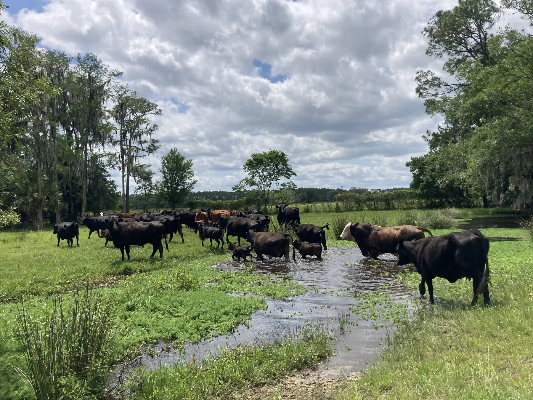 Black Angus cattle wading and drinking in a creek on the Barton ranch