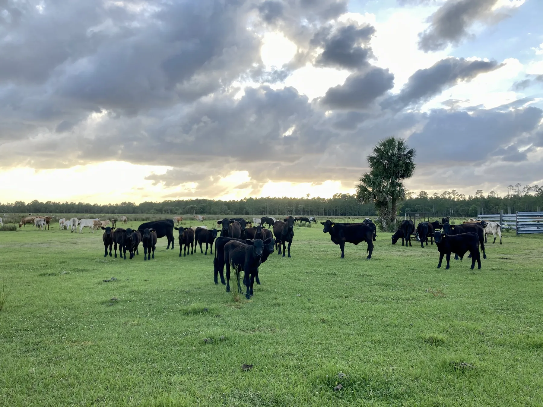 The Barton herd grazing under a big evening sky