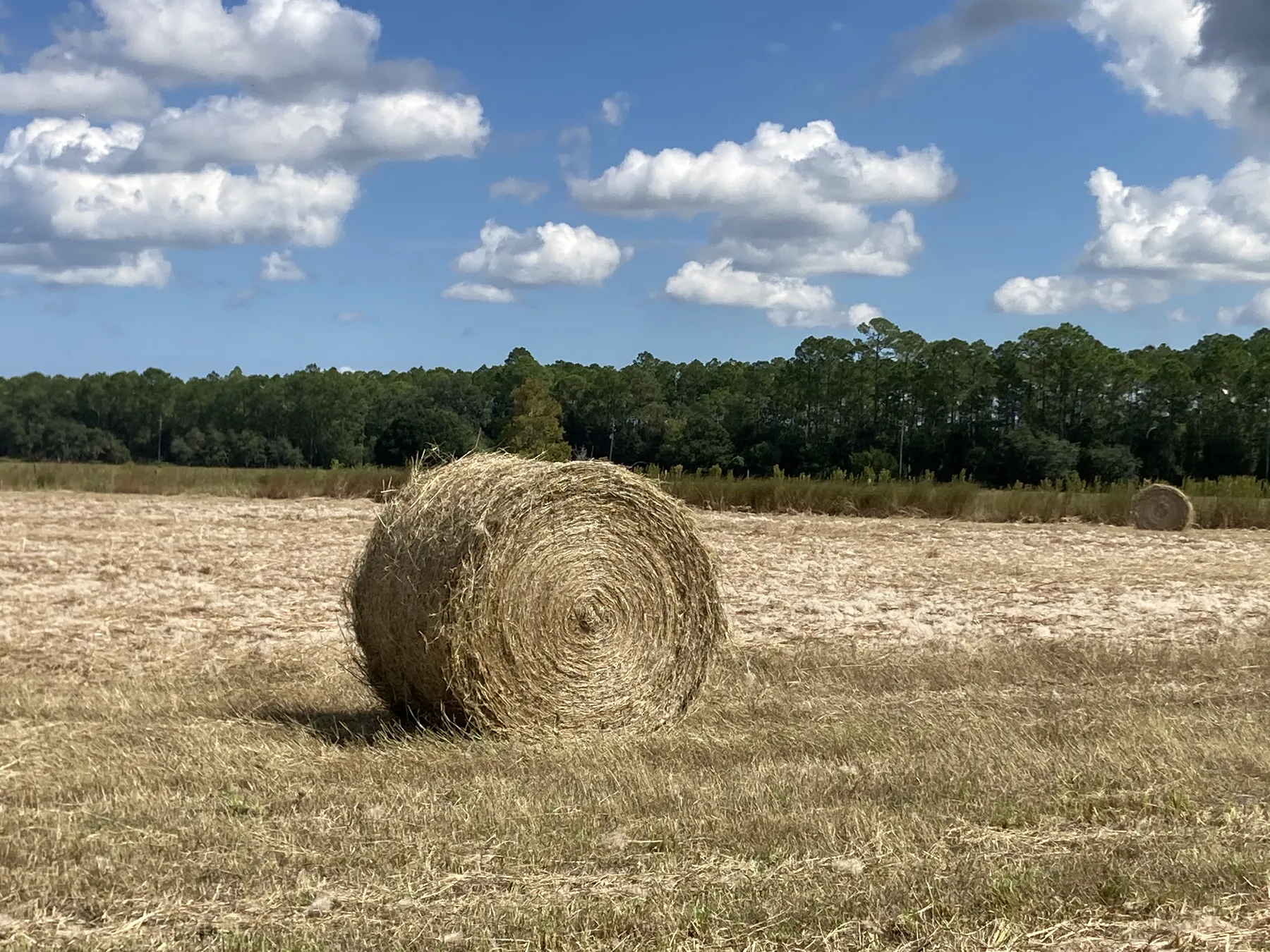 A round hay bale in a freshly cut field under a blue sky
