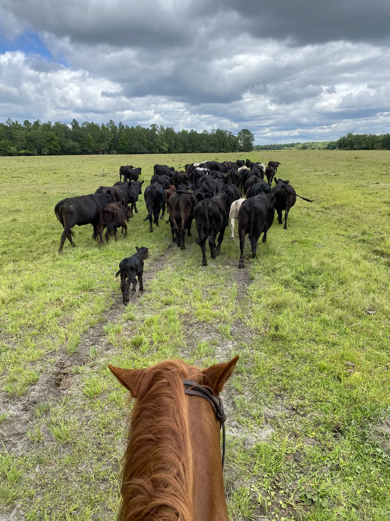 Working cattle on horseback at the Barton ranch in Flagler County